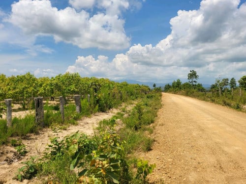 ដីលក់បន្ទាន់ស្ថិតនៅលើផ្លូវរដ្ធ50ម ( ដីម្ចាស់ផ្ទាល់)​