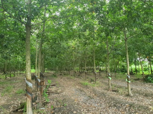 🏦Land for Urgent sale (Negotiable), ABA Loan Available