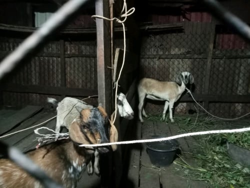 នៅសល់ពពែ4ពូជធម្មជាតិលក់700$