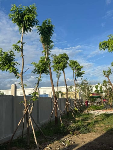 Urgent លក់បន្ទាន់ 13x55 + 4.5x37 , $570 in front of Borey Piphop Thmey Chhouk Va II