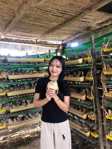 កូនក្រួចអុីតាលីផ្ដាច់កម្ដៅងាយស្រួលចិញ្ចឹម