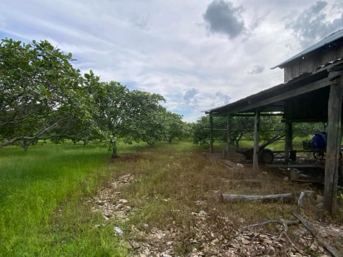 ចំការចន្ទីលក់បន្ទាន់