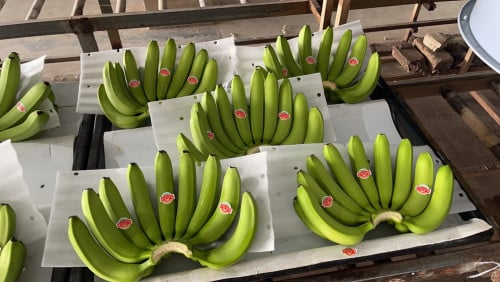 ចេកអំបូងលឿងផ្អែមឈ្ងុយឆ្ងាញ់