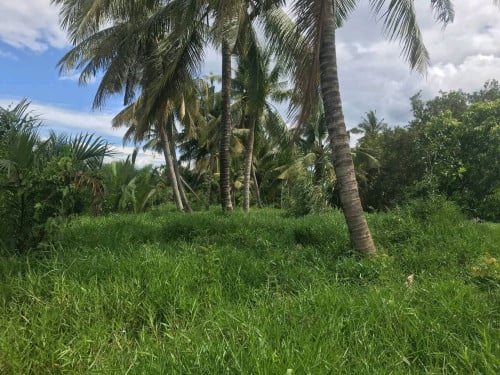 ដីកែបនៅជិតសមុទ្រ