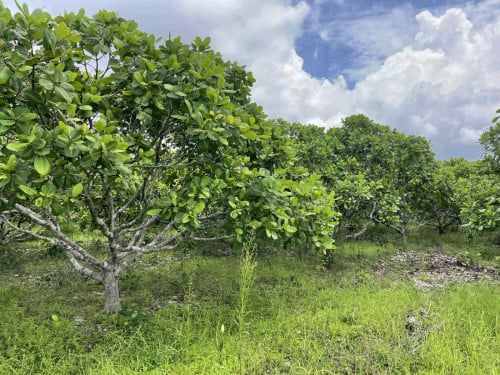 ដីលក់ជាបន្ទាន់