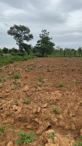 Land for Sale (មានដីទំហំ ១ហិកតា សំរាប់លក់)