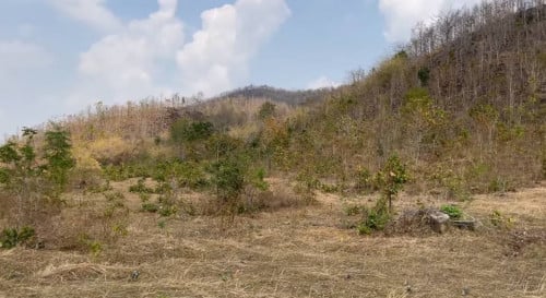 លក់ដី ៣ហិចតា $3 ក្នុង១ម៉ែត្រការេ ប្លង់រឹង នៅបសេដ្ឋ ខេត្តំពង់ស្ពឺ