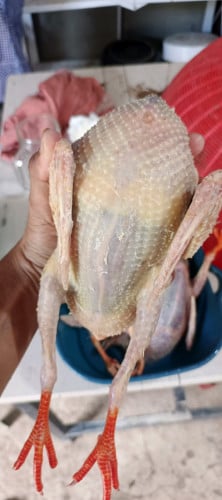 ព្រាបសាច់មួយគីឡូ6ម៉ឺន