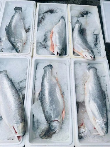 មានបោះដុំនិងលក់រាយ