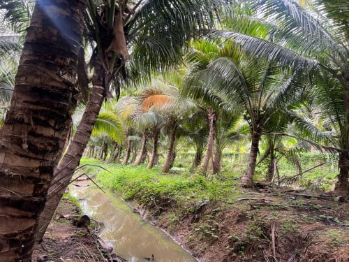 ដើមដូងធំៗផ្លែស្រាប់