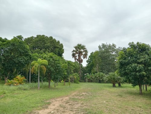 ដីចំការលក់។ Land and plantation for sale.