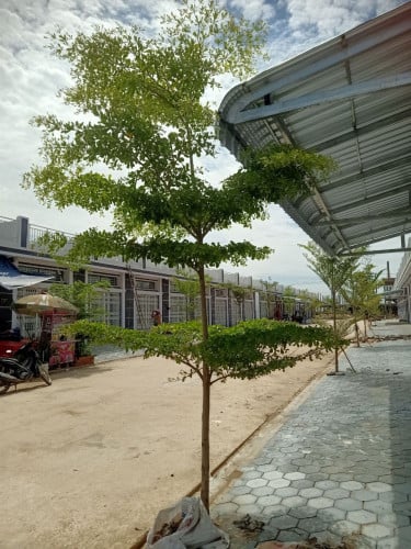 ផ្ទះលក់បន្ទាន់ តទឹកភ្លើង រួចរាល់ មានសំយាប ស្រាប់ កាន់សោរចូលនៅ មានប្លង់រឹង