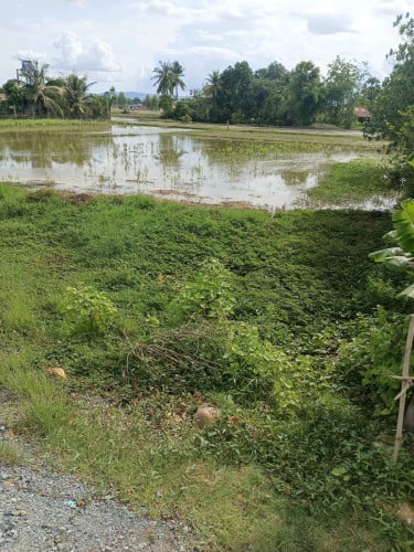 ម្ចាស់ផ្ទាល់