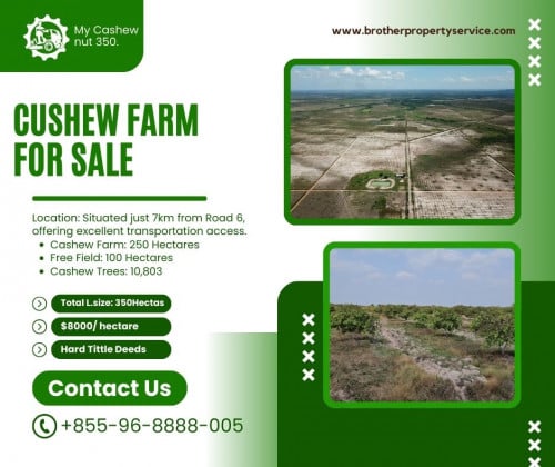 Cashew nut Farm 350 Hectares for Sale