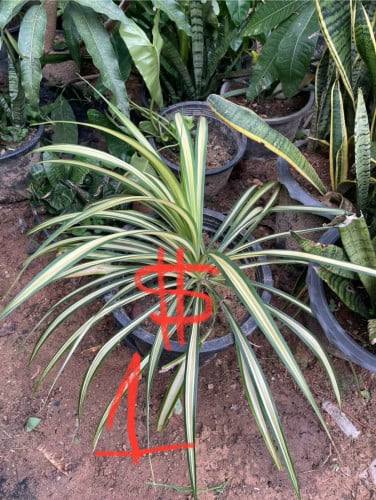 លក់ឡៃឡុង