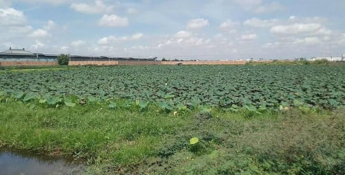 ដីលក់ (ផ្លូវ3)ផ្លូវ16m កែង ផ្លូវ16m&12m សង្កាត់ក្រាំងធ្នង់ ខណ្ឌសែនសុខ