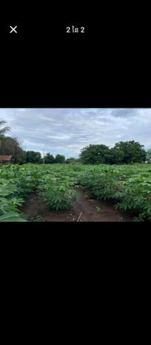 ដីលក់នៅខេត្តក្រចេះស្រុកស្នួល