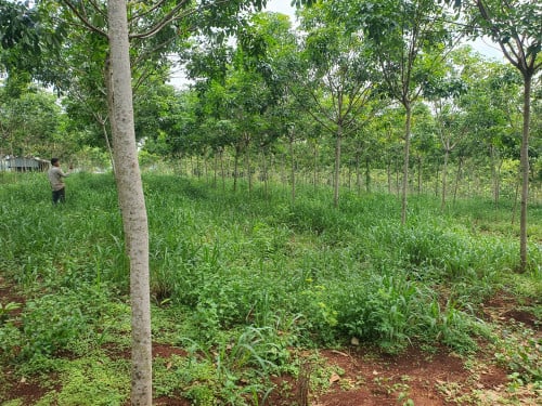 ចំការកៅស៊ូលក់បន្ទាន់ ក្នុងខែនេះ