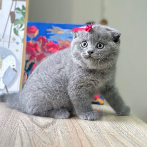 Available in store, can come and see for yourself.