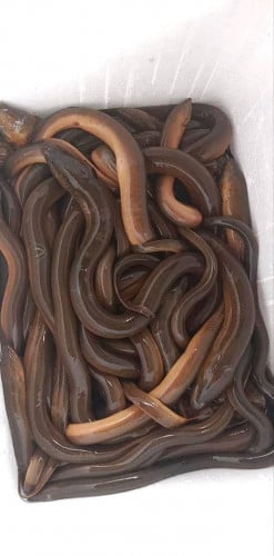 អន្ទង់ស្រែ