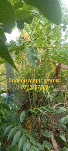 🏡ដី នឹង ផ្ទះ បន្ទាន់ខ្លាំ(ស្របច្បាប់) 🏠