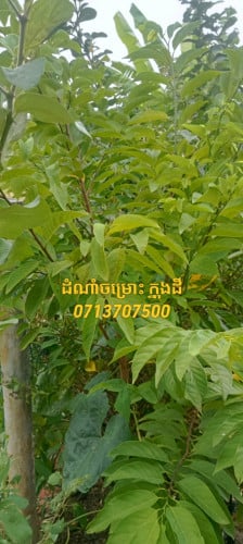 🏡ដី នឹង ផ្ទះ បន្ទាន់ខ្លាំ(ស្របច្បាប់) 🏠