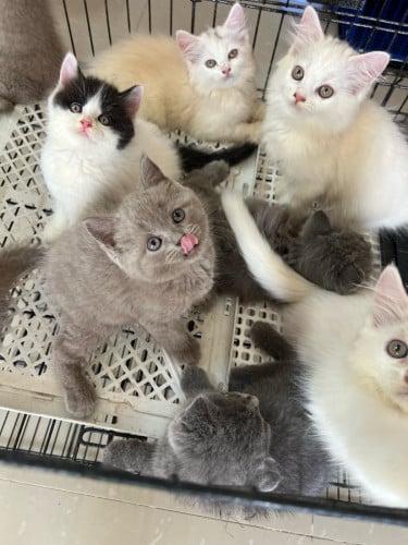 In stock, can come and see for yourself.