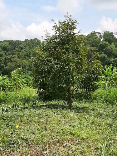 ដីចំការជាប់ថ្នល់ជាតិលក់បន្ទាន់ នៅមណ្ឌលគីរី ១១គីឡូពីគោព្រៃ