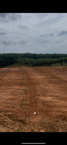 ដីចំការធុរេនលក់បន្ទាន់