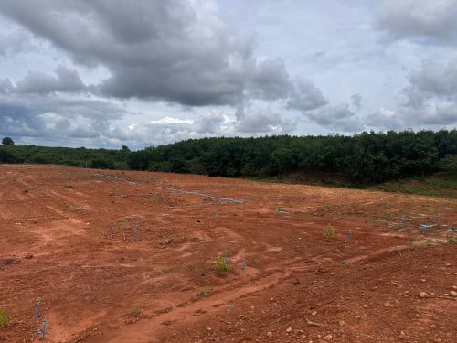 លក់ដីចំការធុរ៉េន 500ដើម