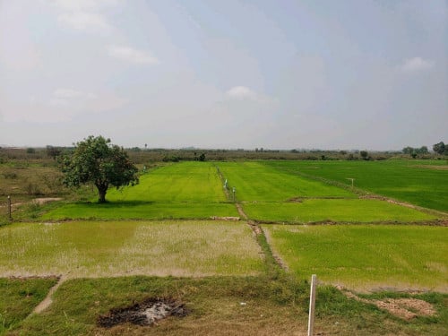 ដីស្រែ ១០ហិកតា