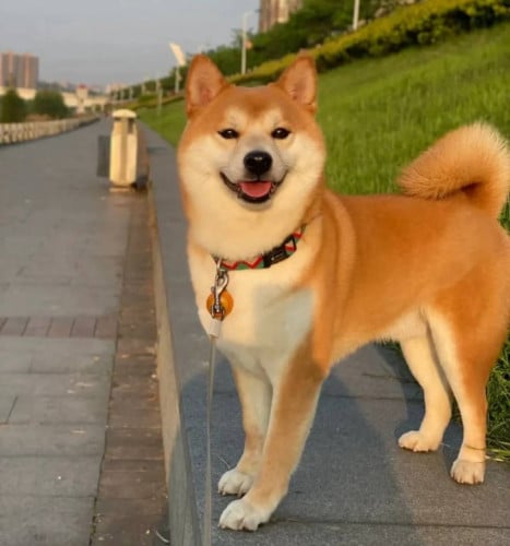 Shiba