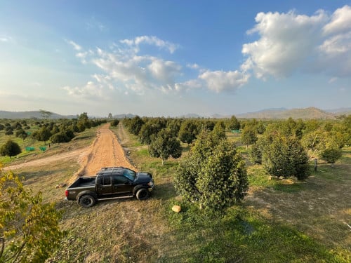 ដីចំការធូរេន​ - ចំការមៀនលក់បន្ទាន់ (ឡៃឡុង)