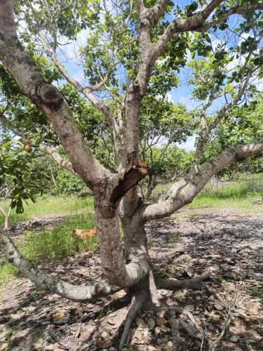 លក់ដីចំការ 60 ហត (មានដំណាំស្រាប់: កៅស៊ូ 29 ហត+ចន្ទី 31​ ហត)