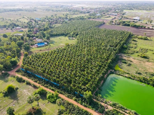 ចំការដូងសម្រាប់លក់