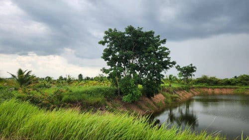 ដីស្រែនិង​ ចំការ សំរាប់លក់ចំនួន 46.5 ហិកតា