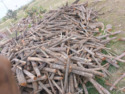 មានអុសគ្រប់ខ្នាត