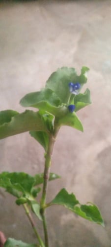 ស្មៅ