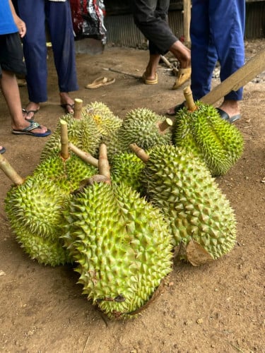 ចម្ការធូរេននៅសំឡូតធូរេនប្រមូលផល់ដាក់លក់បន្ទាន់