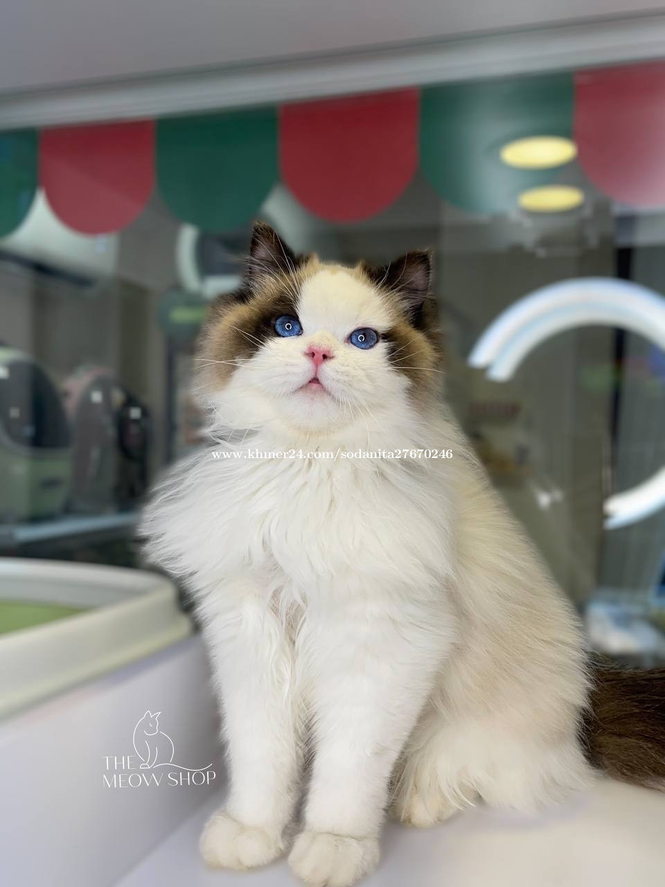 In stock ragdoll cat price $1350 in Tuol Svay Prey Pir, Boeng Keng Kang ...