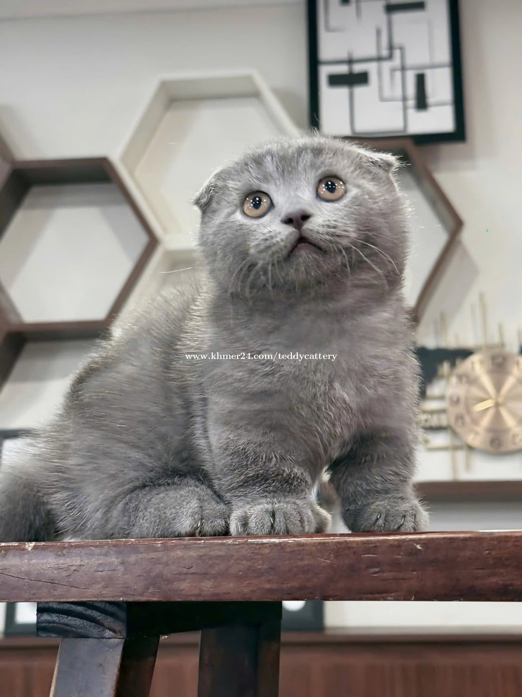 Munchkin Cat Grey Cat Price Munchkin Cat Gray Cat Breeds Small