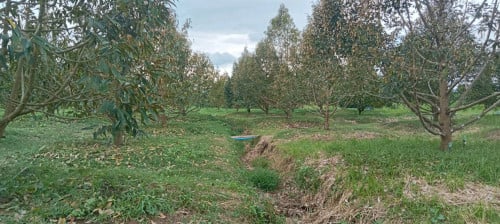 ដីចំការទុរេនលក់:  នៅស្រុកឈូក  ខេត្តកំពត