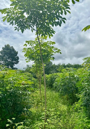 កៅស៊ូលក់12ហ #ស្រុកមេមត់ #ខេត្តត្បូងឃ្មុំ