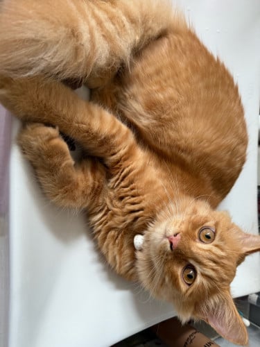 Long hair. Brittish ginger cat male breeder