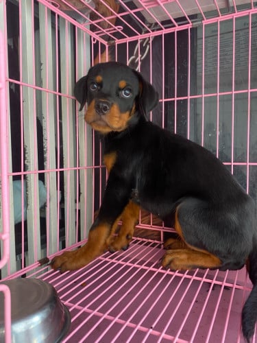 Rottweiler