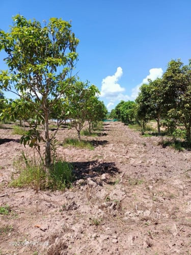 ដីចម្ការលំហែត្រូវការលក់ ប្លង់រឹង