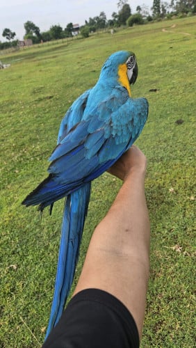 Blue and gold ម៉ាកាវ