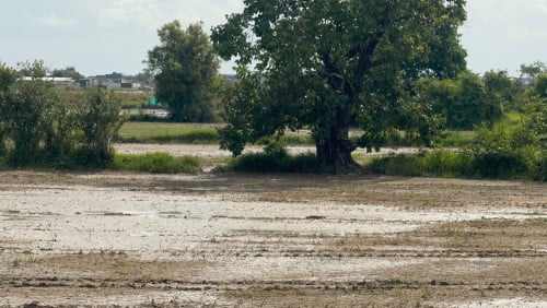 Owner sells very urgent ម្ចាស់ដីផ្ទាល់ លក់ប្រញាប់ខ្លាំង