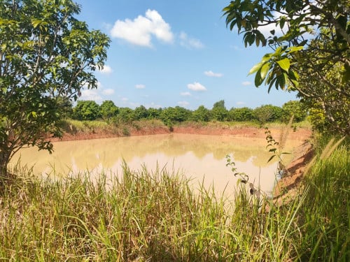 ដីចម្ការស្វាយលក់បន្ទាន់