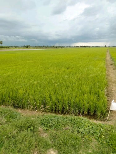 ដីលក់ជាប់ផ្លូវប្រឡាយ40